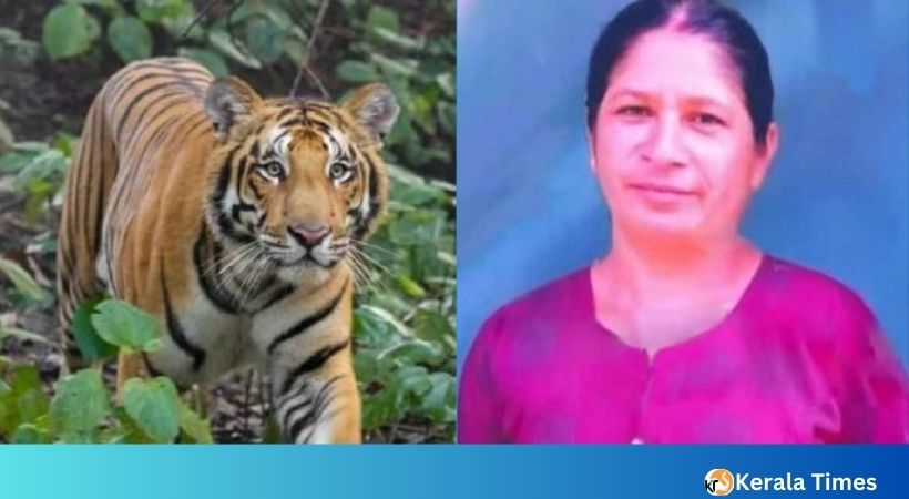 വയനാട് മാനന്തവാടിയിൽ നരഭോജി കടുവ; വെടിവെച്ച് കൊല്ലാൻ ഉത്തരവ്, പ്രദേശത്ത് നിരോധനാജ്ഞ