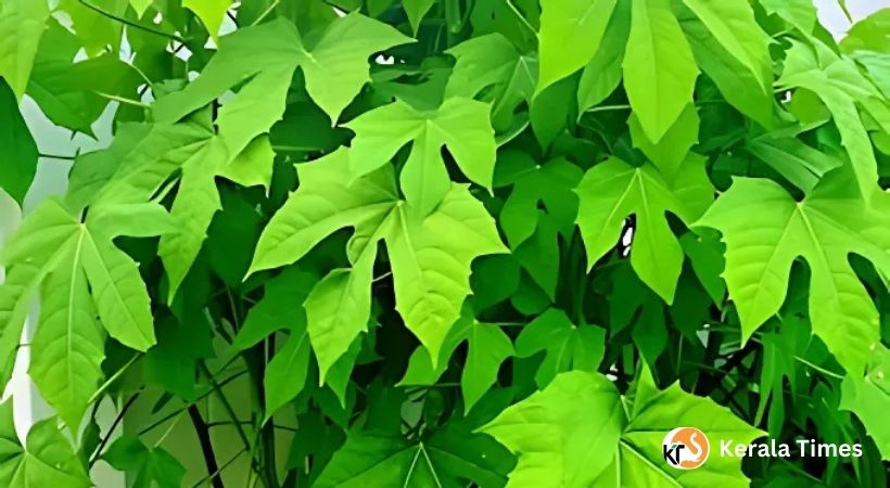 ചായമൻസ: പോഷകഗുണങ്ങളിലും ഔഷധഗുണങ്ങളിലും അതിപ്രധാനമായ ചീരയിനം