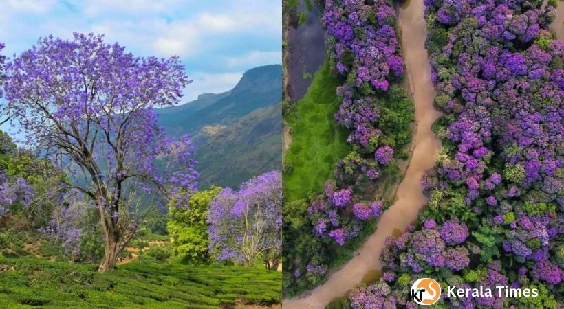 മൂന്നാറിൽ വയലറ്റ് വസന്തം; ഇലകൾ പൊഴിച്ച് ജക്കറാന്തകൾ പൂവിട്ടു