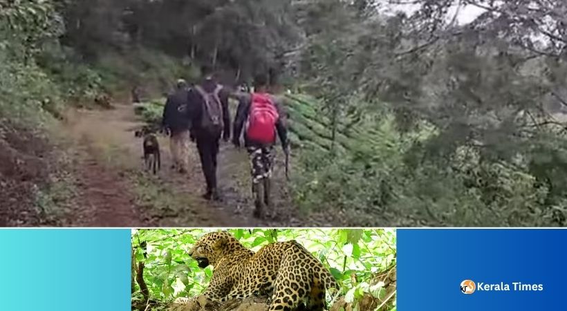 വീട്ടിന് മുന്നിൽ കളിക്കുമ്പോൾ പുലി പിടിച്ച നാലരവയസ്സുകാരിയുടെ മൃതദേഹം സമീപത്തെ തേയിലത്തോട്ടത്തിൽ നിന്നും കണ്ടെത്തി